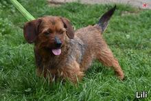 LILI, Hund, Mischlingshund in Donzdorf - Bild 2
