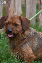 LILI, Hund, Mischlingshund in Donzdorf - Bild 3