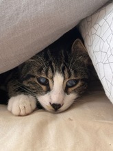 SLEPISH, Katze, Europäisch Kurzhaar in Zypern - Bild 2