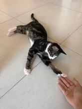 SLEPISH, Katze, Europäisch Kurzhaar in Zypern - Bild 3