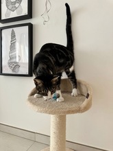 SLEPISH, Katze, Europäisch Kurzhaar in Zypern - Bild 4