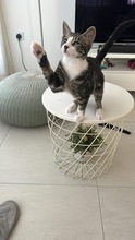 SLEPISH, Katze, Europäisch Kurzhaar in Zypern - Bild 5