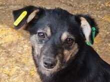 LEA, Hund, Mischlingshund in Rumänien - Bild 1