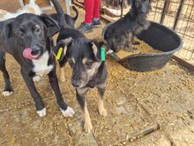 LEA, Hund, Mischlingshund in Rumänien - Bild 2