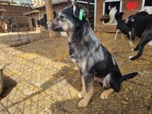 LEA, Hund, Mischlingshund in Rumänien - Bild 3
