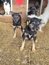 LEA, Hund, Mischlingshund in Rumänien - Bild 4