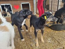 LEA, Hund, Mischlingshund in Rumänien - Bild 7