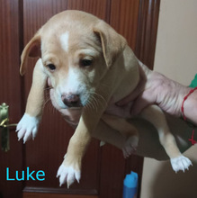 LUKE, Hund, Mischlingshund in Spanien - Bild 1