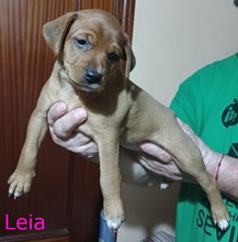 LUKE, Hund, Mischlingshund in Spanien - Bild 3