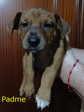PADME, Hund, Mischlingshund in Spanien - Bild 1