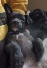 INDIE, Hund, Mischlingshund in Bulgarien - Bild 1
