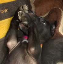 INDIE, Hund, Mischlingshund in Bulgarien - Bild 3