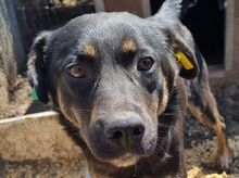 PIA, Hund, Mischlingshund in Rumänien - Bild 1
