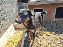PIA, Hund, Mischlingshund in Rumänien - Bild 10