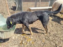 PIA, Hund, Mischlingshund in Rumänien - Bild 3