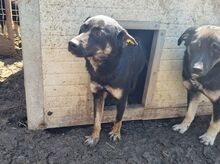 PIA, Hund, Mischlingshund in Rumänien - Bild 4