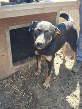 PIA, Hund, Mischlingshund in Rumänien - Bild 5