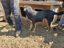 PIA, Hund, Mischlingshund in Rumänien - Bild 6