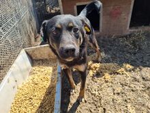 PIA, Hund, Mischlingshund in Rumänien - Bild 7