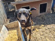 PIA, Hund, Mischlingshund in Rumänien - Bild 9