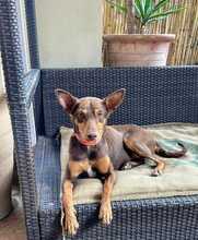 POLLY, Hund, Podenco-Mix in Spanien - Bild 1