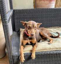 POLLY, Hund, Podenco-Mix in Spanien - Bild 2