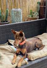 POLLY, Hund, Podenco-Mix in Spanien - Bild 3