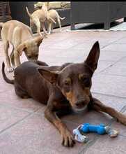 POLLY, Hund, Podenco-Mix in Spanien - Bild 4
