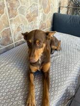 POLLY, Hund, Podenco-Mix in Spanien - Bild 5
