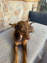 POLLY, Hund, Podenco-Mix in Spanien - Bild 6