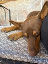 POLLY, Hund, Podenco-Mix in Spanien - Bild 7