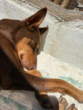 POLLY, Hund, Podenco-Mix in Spanien - Bild 8