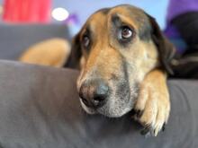 MARKOULIS, Hund, Mischlingshund in Griechenland - Bild 2