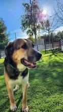 MARKOULIS, Hund, Mischlingshund in Griechenland - Bild 3