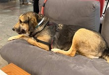 MARKOULIS, Hund, Mischlingshund in Griechenland - Bild 4
