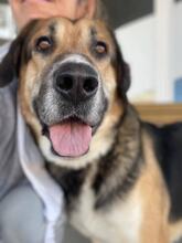MARKOULIS, Hund, Mischlingshund in Griechenland - Bild 5