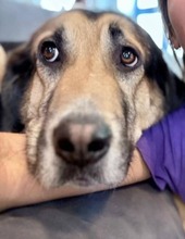 MARKOULIS, Hund, Mischlingshund in Griechenland - Bild 6