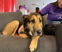 MARKOULIS, Hund, Mischlingshund in Griechenland - Bild 7