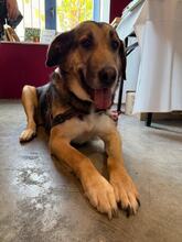 MARKOULIS, Hund, Mischlingshund in Griechenland - Bild 8