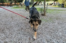 MARKOULIS, Hund, Mischlingshund in Griechenland - Bild 9