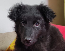 AMICO, Hund, Kroatischer Schäferhund-Mix in Kroatien - Bild 1