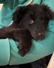 AMICO, Hund, Kroatischer Schäferhund-Mix in Kroatien - Bild 10