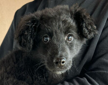 AMICO, Hund, Kroatischer Schäferhund-Mix in Kroatien - Bild 11
