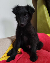 AMICO, Hund, Kroatischer Schäferhund-Mix in Kroatien - Bild 2