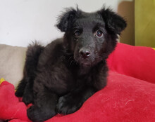 AMICO, Hund, Kroatischer Schäferhund-Mix in Kroatien - Bild 3