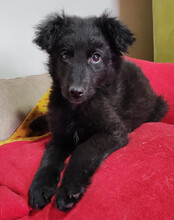 AMICO, Hund, Kroatischer Schäferhund-Mix in Kroatien - Bild 4