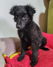 AMICO, Hund, Kroatischer Schäferhund-Mix in Kroatien - Bild 5