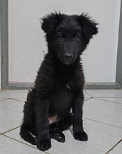 AMICO, Hund, Kroatischer Schäferhund-Mix in Kroatien - Bild 6