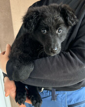AMICO, Hund, Kroatischer Schäferhund-Mix in Kroatien - Bild 7