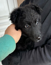 AMICO, Hund, Kroatischer Schäferhund-Mix in Kroatien - Bild 8